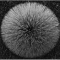 nanoimage